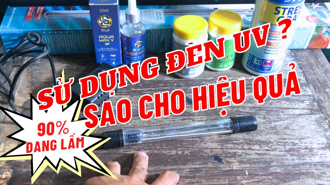 Hướng dẫn sử dụng đèn UV cho bể cá Koi hiệu quả