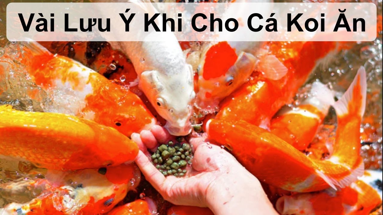 Hướng dẫn sử dụng phụ gia tăng màu cho cá Koi