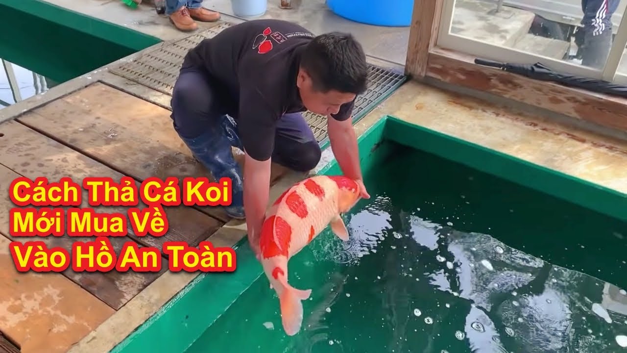 Hướng Dẫn Thả Cá Koi Vào Hồ Mới An Toàn, Hiệu Quả