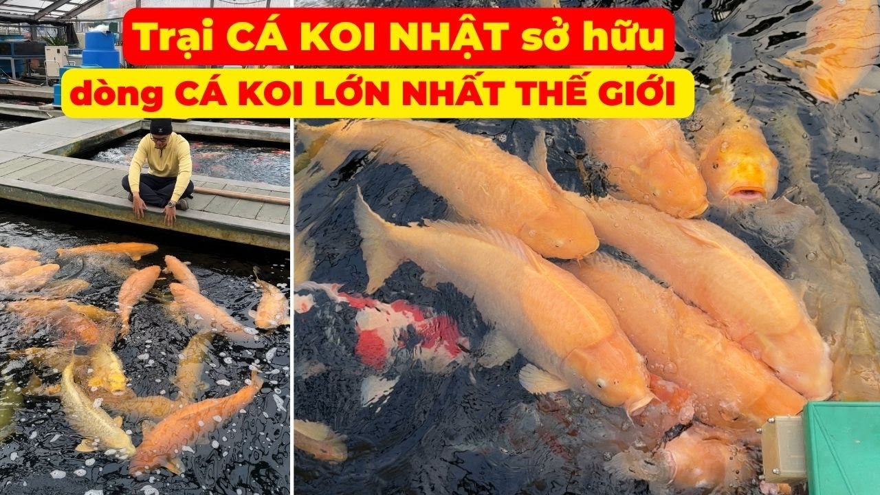 Khám Phá Những Trại Cá Koi Nổi Tiếng Tại Nhật Bản