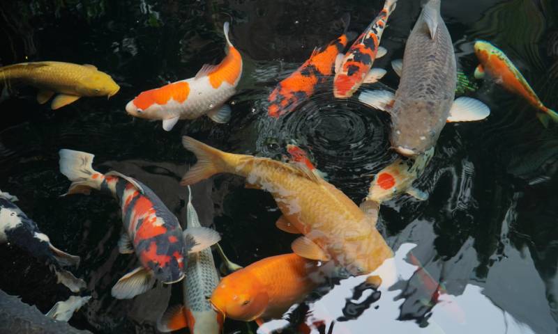 koi 20220412165748133 20220420094902621