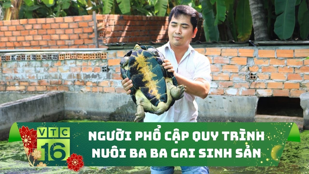 Kỹ thuật nuôi ba ba gai sinh sản: Từ chọn giống đến thu hoạch