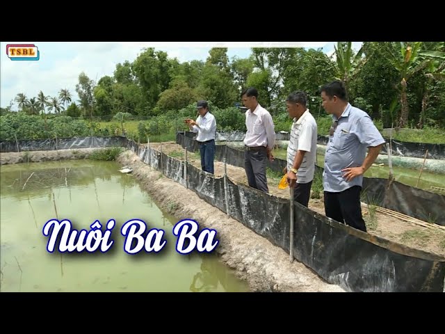 Kỹ Thuật Nuôi Ba Ba Trong Ao: Từ Chọn Giống Đến Thu Hoạch