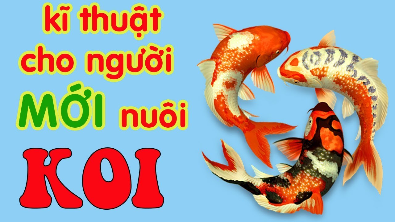 Kỹ Thuật Nuôi Cá Koi Thương Phẩm: Hướng Dẫn Chi Tiết