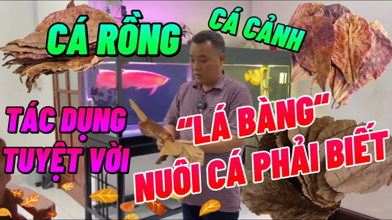 Lá Bàng Cho Cá Koi: Lợi Hay Hại?