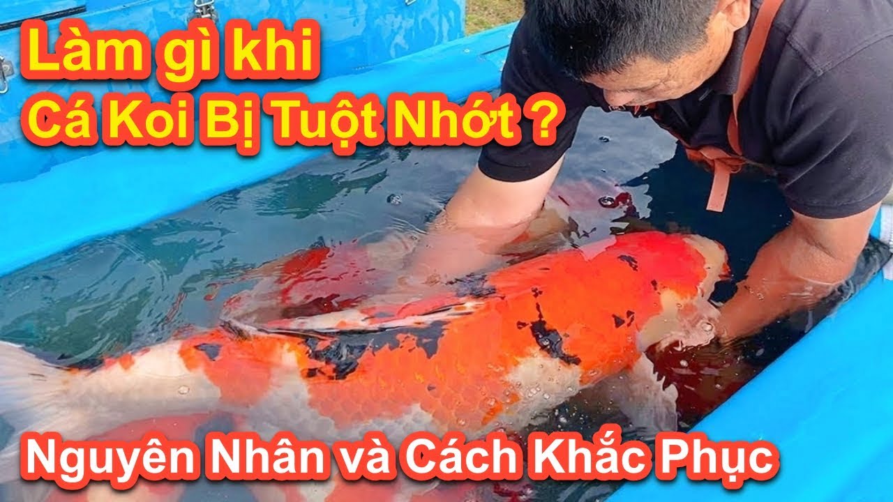 lam gi khi ca koi bi tuot nhot n 2