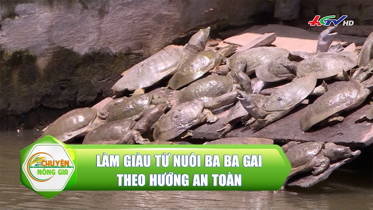 Làm Giàu Từ Nuôi Ba Ba Gai: Hướng Dẫn Chi Tiết Cho Người Mới Bắt Đầu