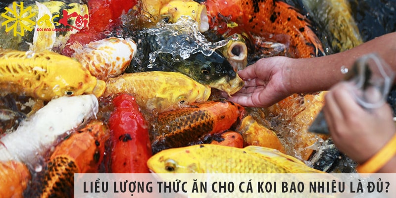 lieu luong thuc an cho ca koi bao nhieu la du