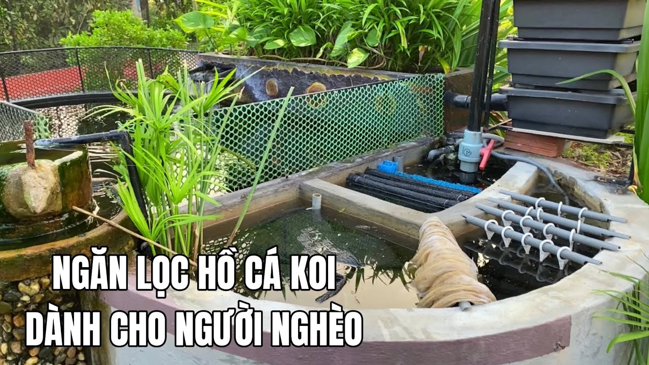 Lọc Hồ Cá Koi Bằng Rơm: Hiệu Quả, An Toàn & Hướng Dẫn Chi Tiết