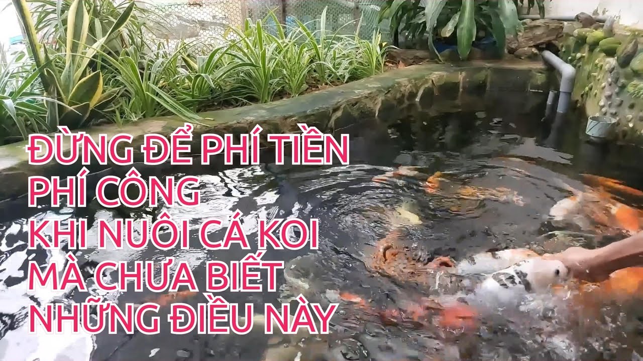 Lưu ý khi nuôi cá Koi: Từ chọn giống đến chăm sóc