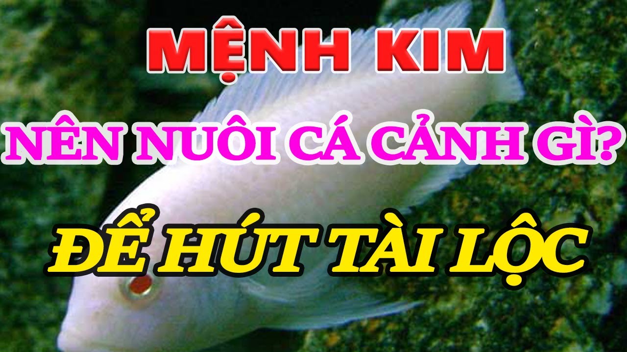 Mạng Kim Nuôi Cá Koi Màu Gì? Hướng Dẫn Chọn & Sử Dụng