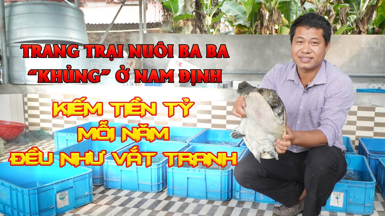 Mật độ nuôi ba ba: Hướng dẫn và yếu tố ảnh hưởng