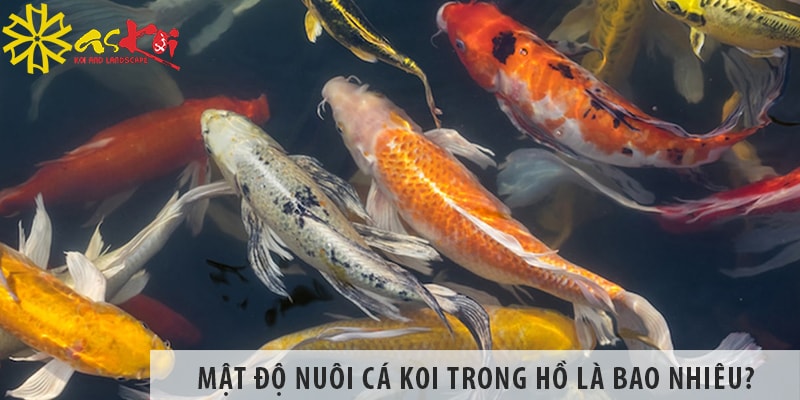 mat do nuoi ca koi trong ho bao nhieu