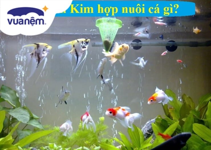 menh kim nuoi ca gi