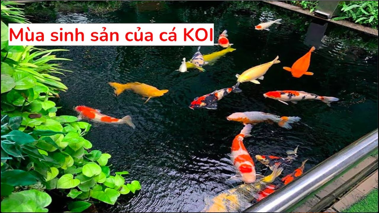 Mùa Sinh Sản Cá Koi: Bí Quyết Nuôi Cá Con Khỏe Mạnh