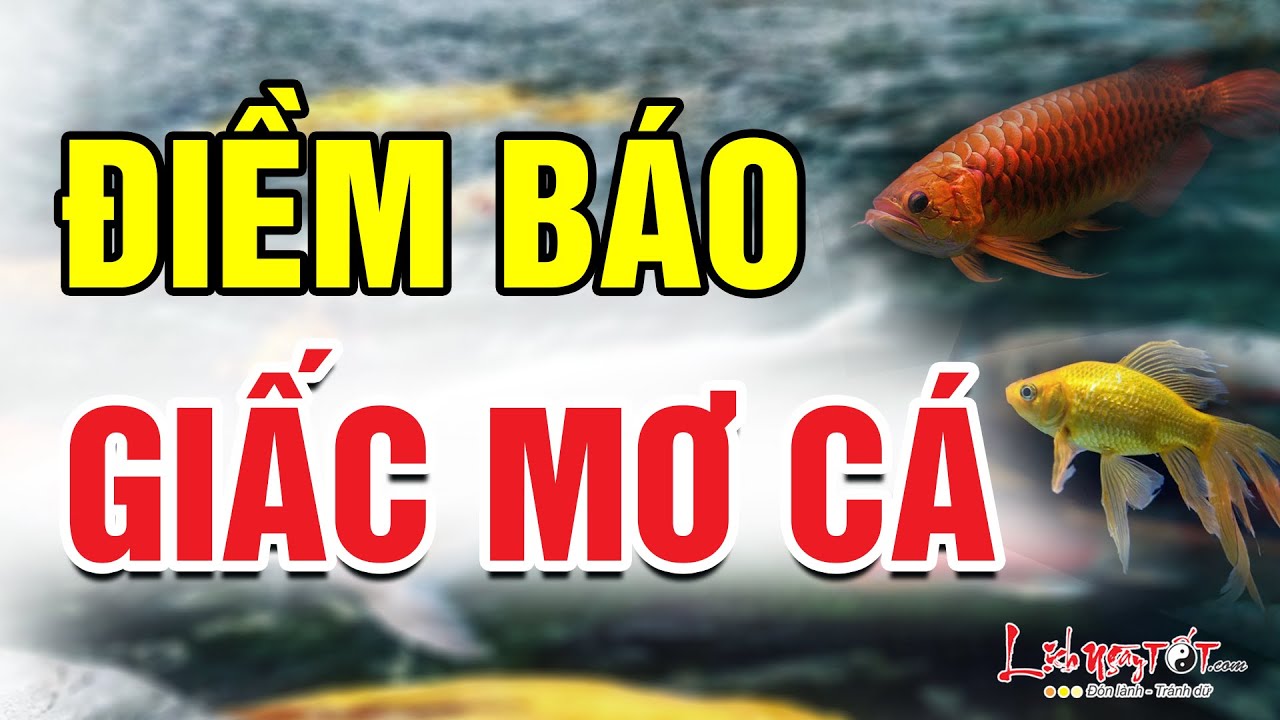 Nằm Mơ Thấy Cá Chép Koi: Điềm Báo May Mắn Hay Thử Thách?