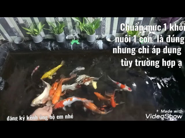 Nên Nuôi Bao Nhiêu Con Cá Koi Trong Một Hồ?