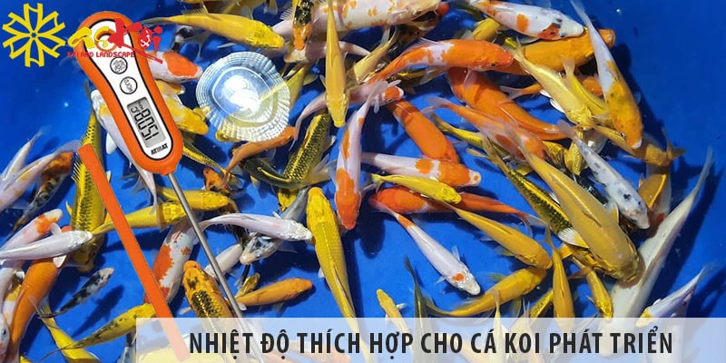 nhiet do thich hop cho ca koi sinh truong va phat trien