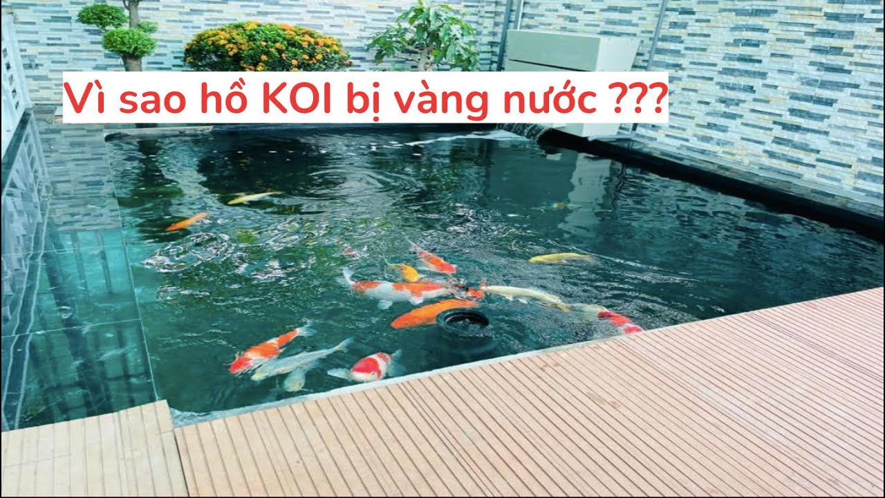 Nước hồ cá Koi bị vàng: Nguyên nhân và cách xử lý hiệu quả