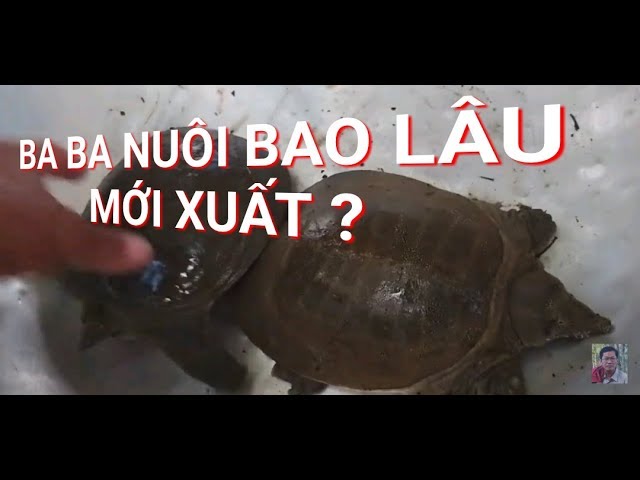 Nuôi Ba Ba Bao Lâu Thì Bán Được? Hướng Dẫn Chi Tiết