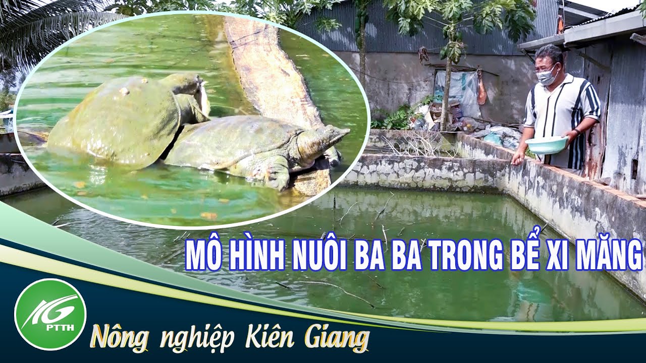 Nuôi Ba Ba Hiệu Quả Cho Nông Dân Bận Rộn: Từ A Đến Z