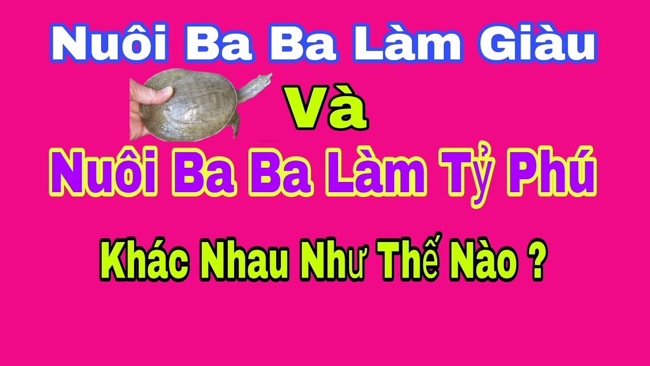 Nuôi Ba Ba Làm Giàu: Hướng Dẫn Từ A-Z