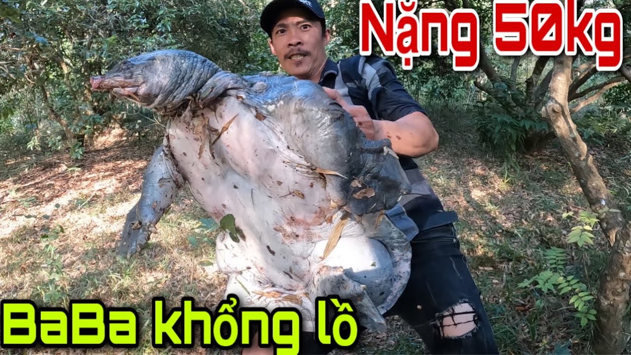 Nuôi Ba Ba Thịt Khổng Lồ: Hướng Dẫn Từ A Đến Z