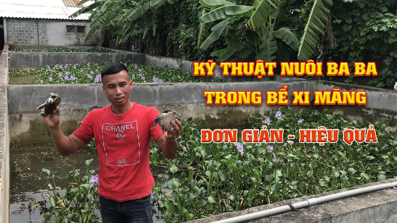 Nuôi Ba Ba Thịt: Thời Gian, Kỹ Thuật & Lưu Ý