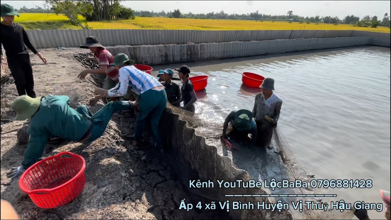 Nuôi Ba Ba Thịt: Thời Gian Thu Hoạch & Cách Xác Định