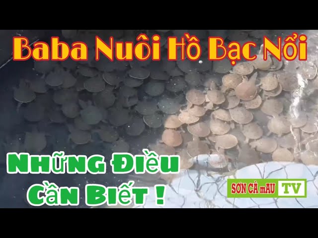 Nuôi Ba Ba Trong Lũ: Từ A Đến Z