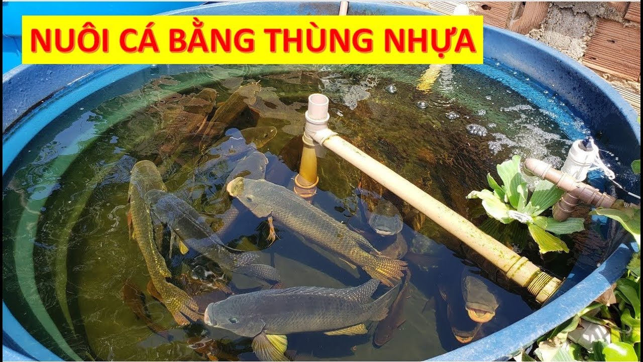 Nuôi Ba Ba Trong Nhà: Lợi Ích, Rủi Ro & Lời Khuyên