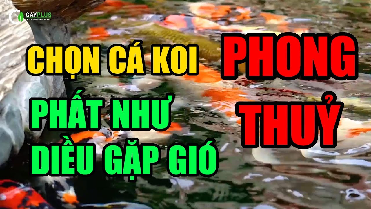 Nuôi Cá Chép Koi Phong Thủy: Hướng Dẫn Chi Tiết