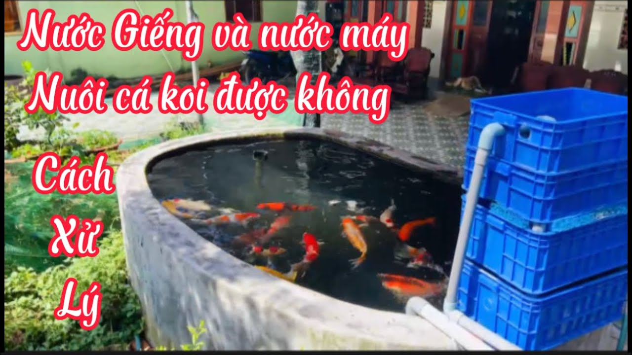 Nuôi Cá Koi Bằng Nước Giếng: Hướng Dẫn Chi Tiết