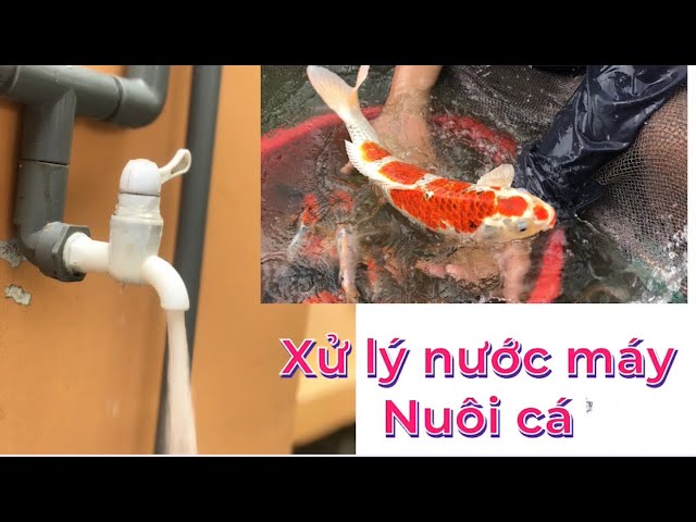 Nuôi Cá Koi Bằng Nước Máy: Hướng Dẫn Chi Tiết Và Lưu Ý