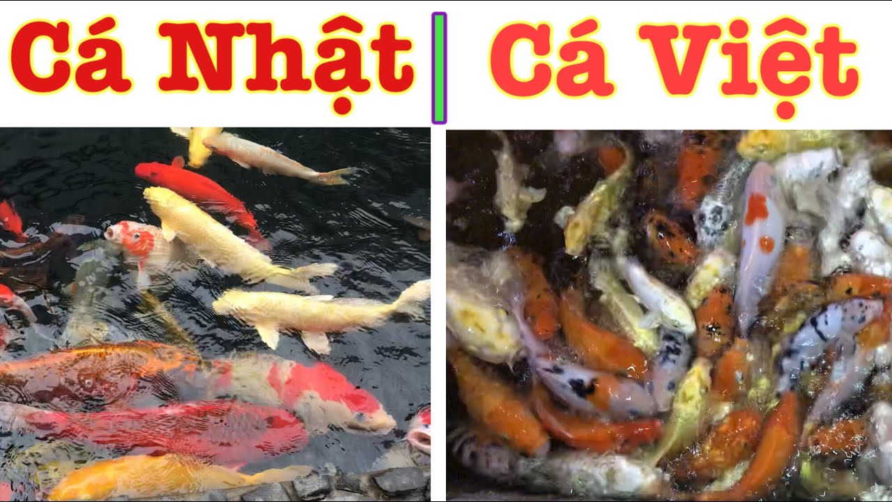 Nuôi Cá Koi Khác Size: Những Lưu Ý & Lợi Ích