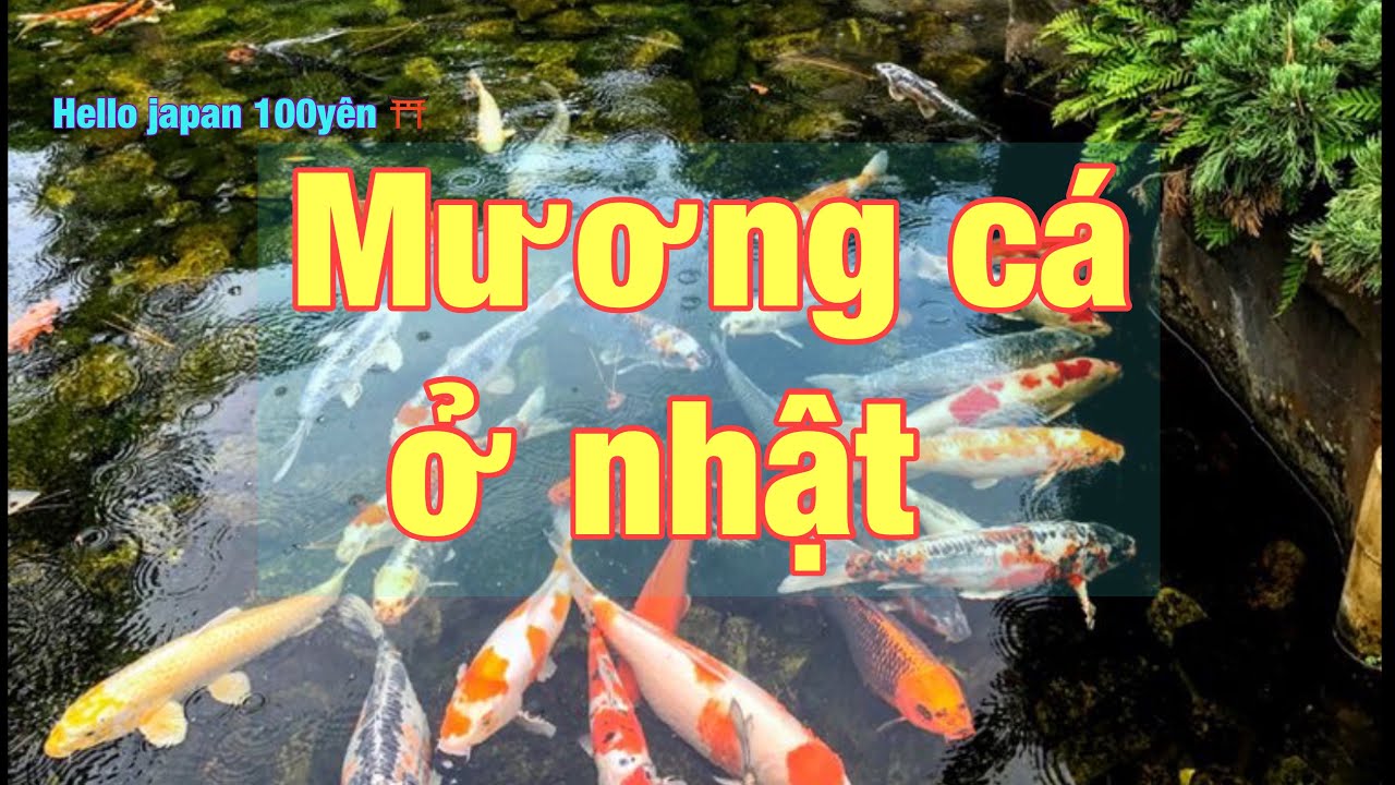 Nuôi Cá Koi Nhật Bản Ở Mương: Hướng Dẫn Chi Tiết