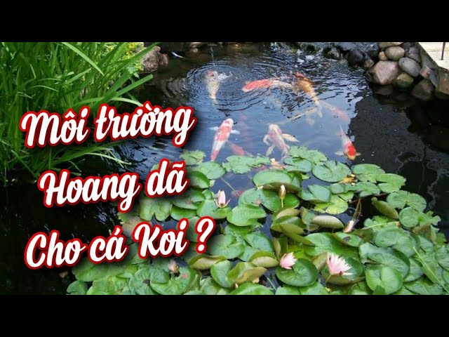 Nuôi Cá Koi Phương Pháp Tự Nhiên: Hướng Dẫn Chi Tiết