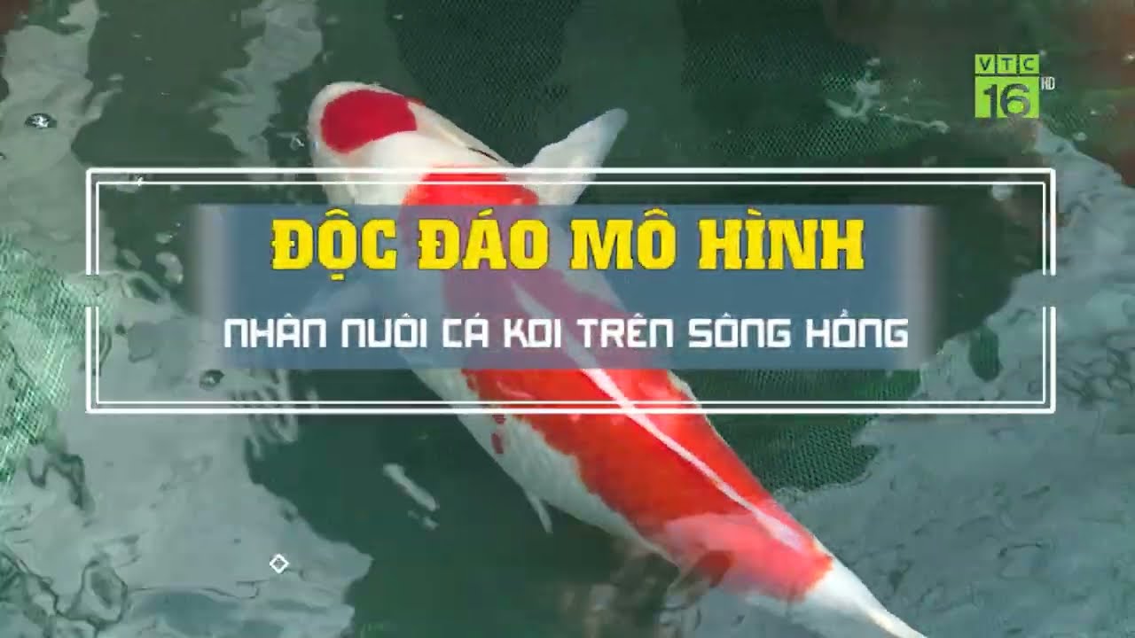 Nuôi Cá Koi Sông Hồng: Thách Thức & Tiềm Năng