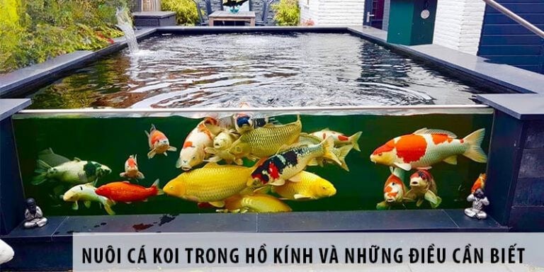 nuoi ca koi trong be kinh va nhung dieu can biet