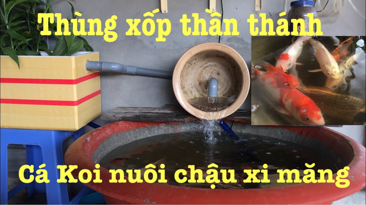 Nuôi Cá Koi Trong Chậu Xi Măng: Hướng Dẫn Chi Tiết