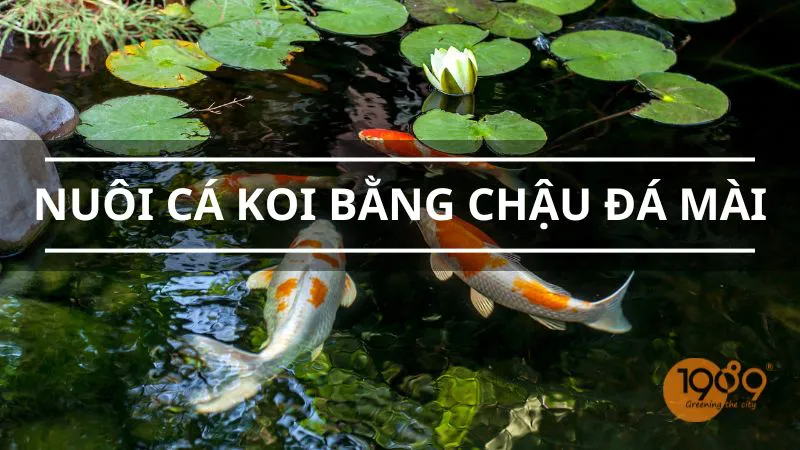 nuoi ca koi