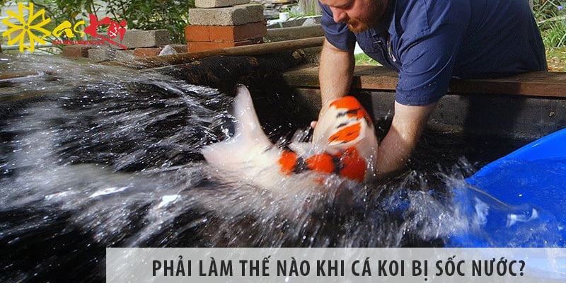 phai lam the nao khi ca koi bi soc nuoc