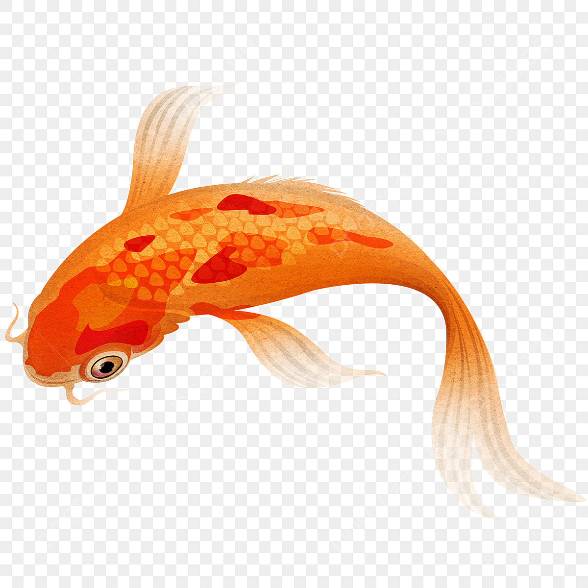 pngtree orange spotted koi fish png image 5264955