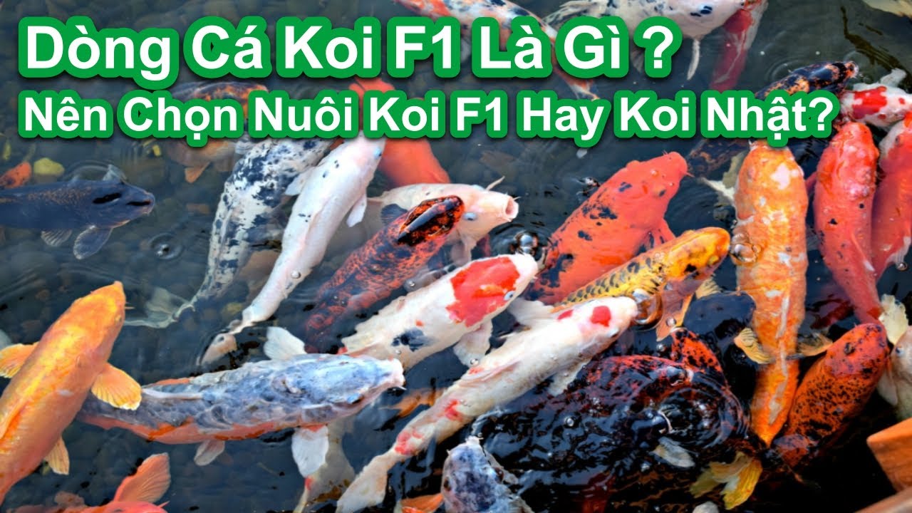 Quy Nhơn: Có Bán Cá Koi F1 Không?