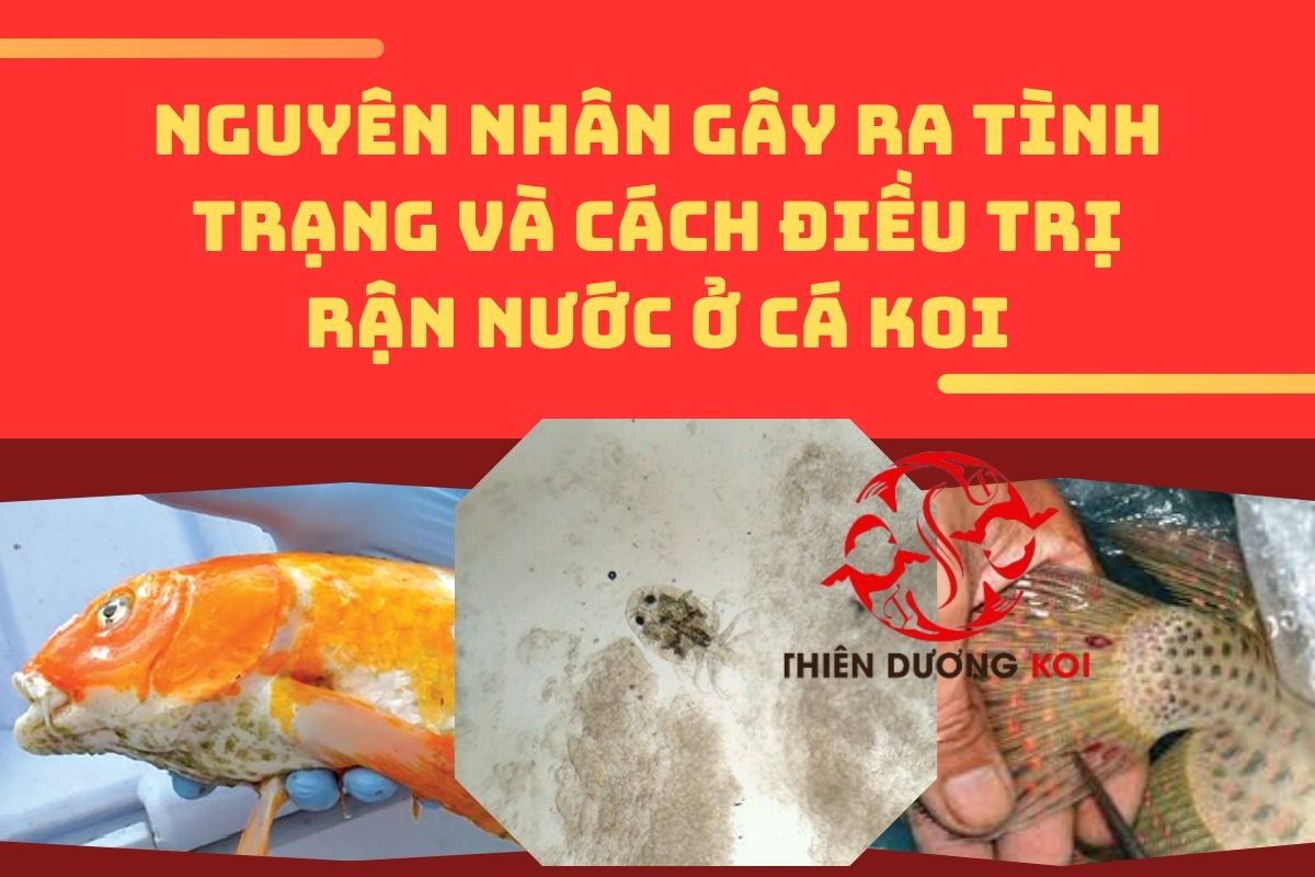 ran nuoc 0