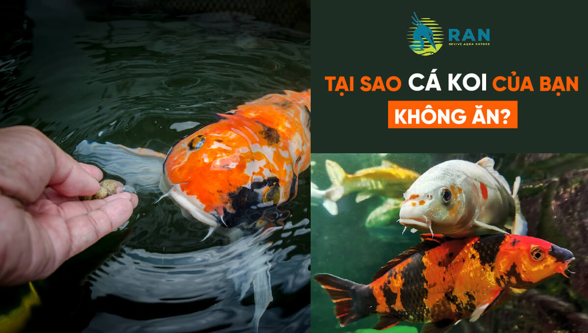 tai sao ca koi cua ban khong an