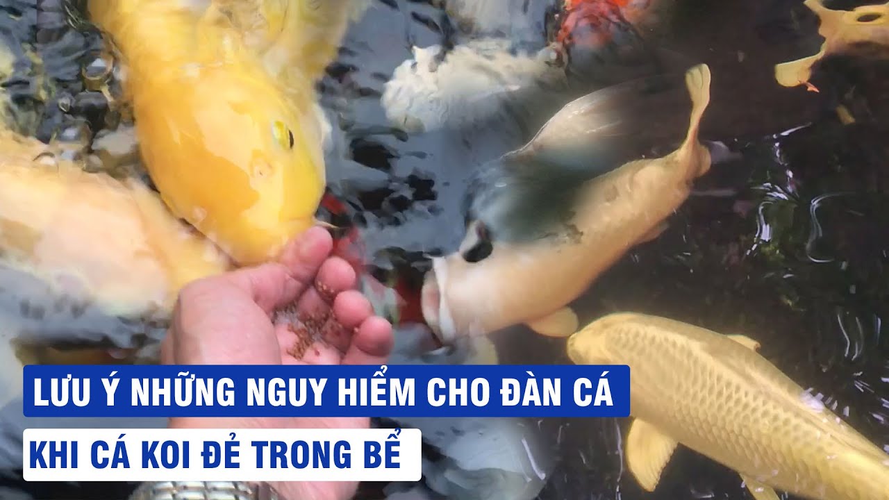 Thả Cá Koi Có Tự Sinh Sản Trong Hồ Cá? Bí Quyết Nuôi Cá Koi Sinh Sản