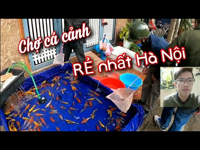 Thanh Lý Cá Koi Hà Nội: Mua Cá Koi Chất Lượng Cao Giá Rẻ