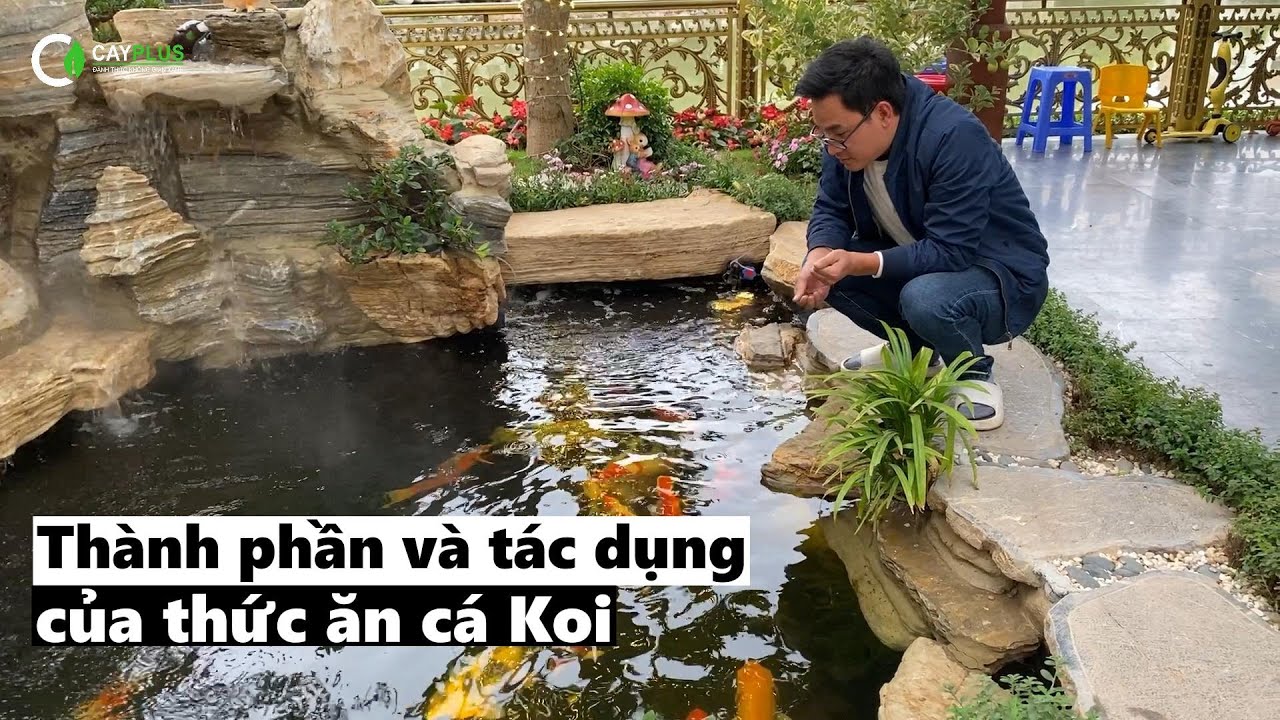 Thành phần dinh dưỡng trong thức ăn cho cá Koi