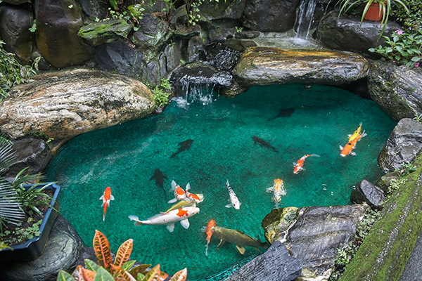 thi cong ho ca koi tai vung tau 4